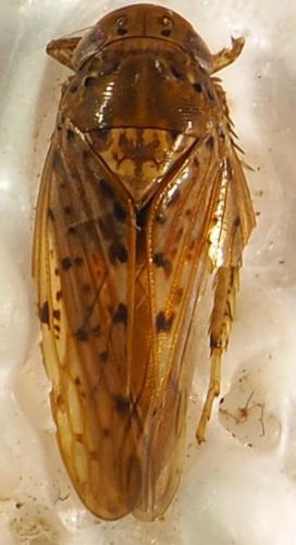 Réf. 289 730 : Regalana sp.